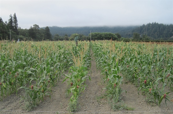 College of the Redwoods Farm hosts sweet corn field day and tour