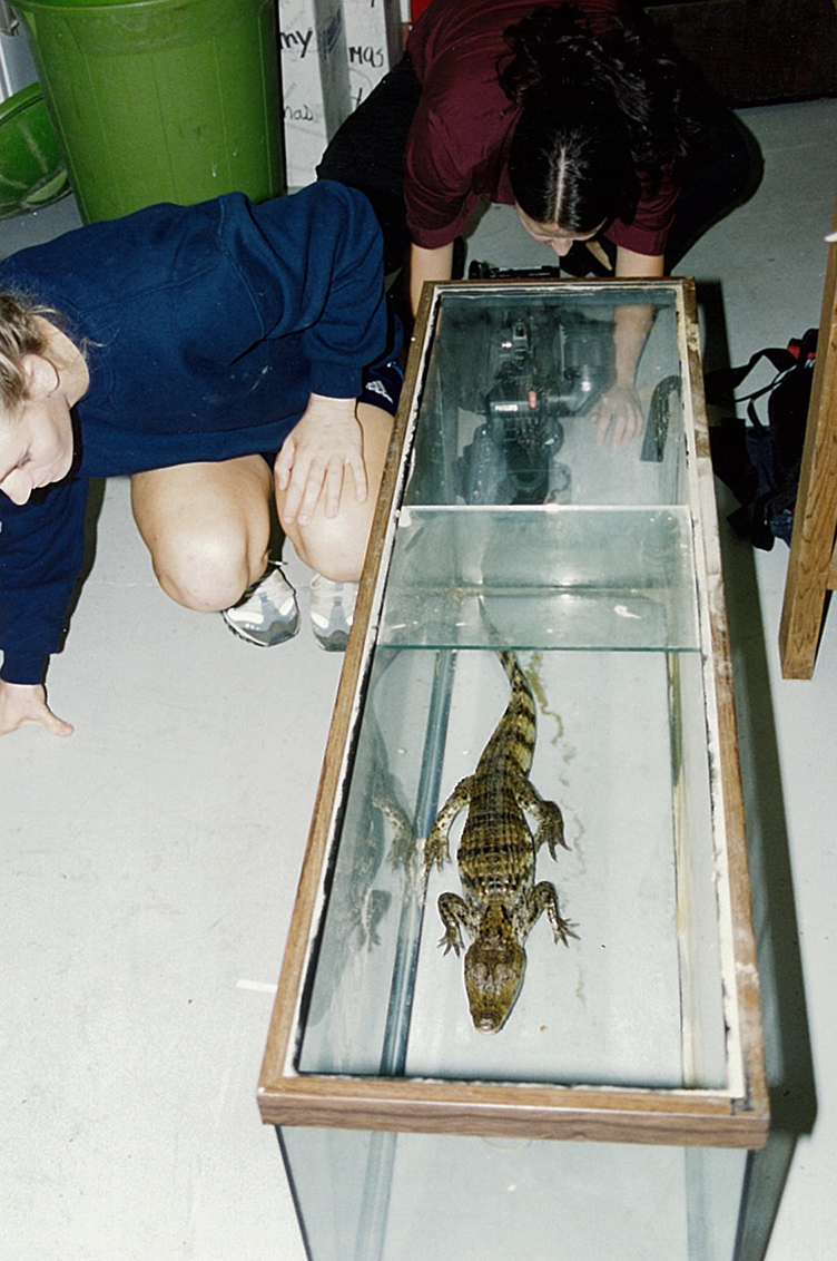 Gator in a aquarium