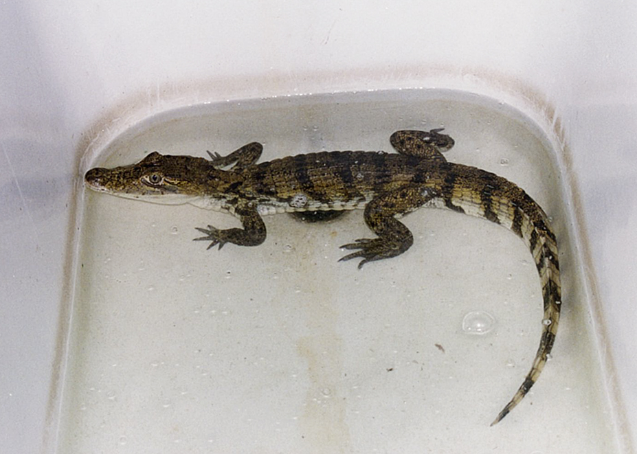 Gator